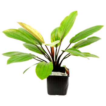 Preview: Echinodorus "Rosé" - Mutterpflanze