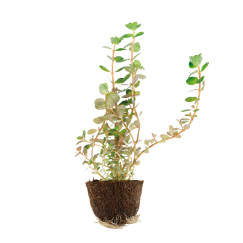 Rotala rotundifolia