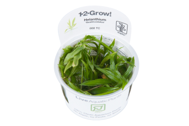 1-2-GROW Helanthium bolivianum "Quadricostatus"