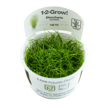 Preview: 1-2-GROW Eleocharis acicularis