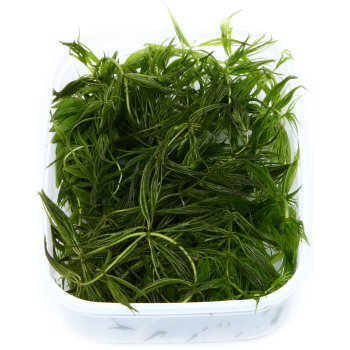 Ceratophyllum demersum "Foxtail"