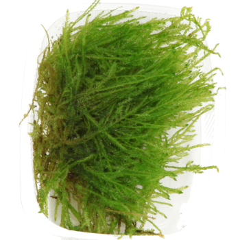 Taxiphyllum sp. "Spiky"