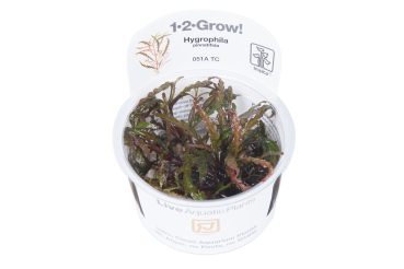 1-2-GROW Hygrophila pinnatifida