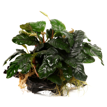 Anubias barteri auf Holz XL