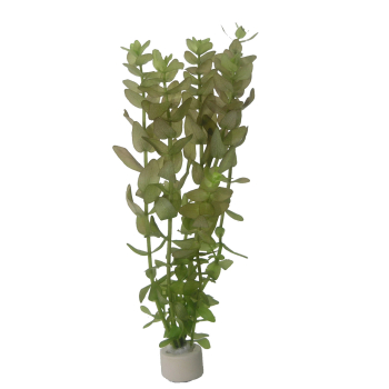 Bacopa caroliniana im Bund