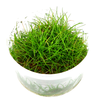 Preview: 1-2-GROW Eleocharis pusilla "Mini"