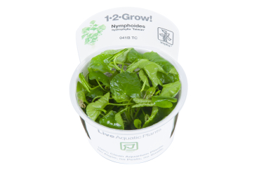 1-2-GROW Nymphoides sp. Taiwan