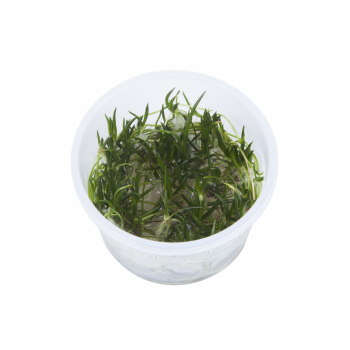 Preview: 1-2-GROW Littorella uniflora