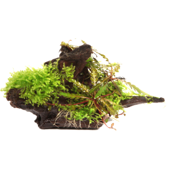 Hygrophila pinnatifida + Moos auf Wurzel