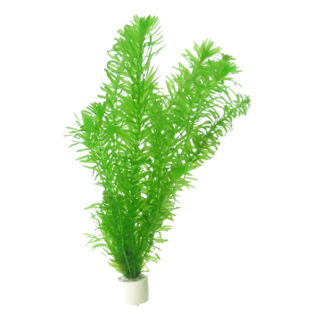 Egeria densa im Bund - 5 Stück