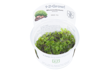 Preview: 1-2-GROW Monosolenium tenerum