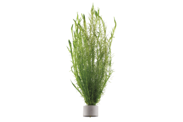 Bunde schnellwachsende Pflanzen - 5 Stk.