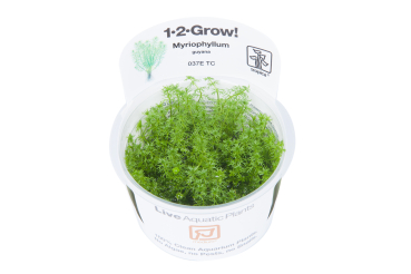 1-2-GROW Myriophyllum "Guyana"