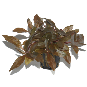 Alternanthera reineckii "Pink"