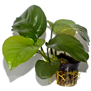 Anubias barteri var. caladiifolia
