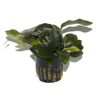 Anubias barteri var. nana