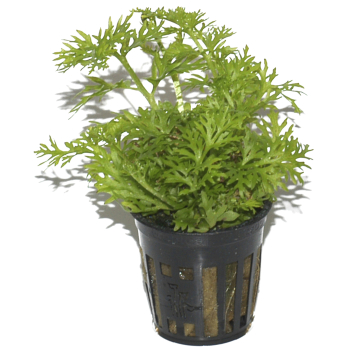 Ceratopteris thalictroides