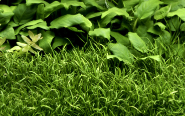 1-2-GROW Lilaeopsis brasiliensis