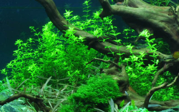 Micranthemum glomeratum