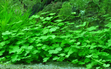 Hydrocotyle tripartita