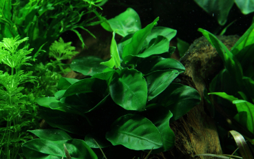 Preview: Anubias barteri auf Lavastein XL