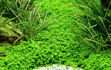 Preview: 1-2-GROW Hemianthus micranthemoides