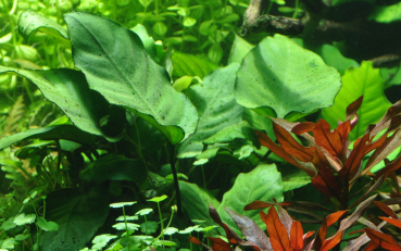 Preview: Anubias barteri var. caladiifolia - Mutterpflanze