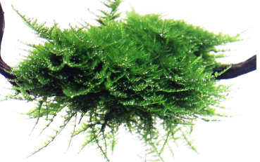 Vesicularia montagnei "Christmas" auf Holz