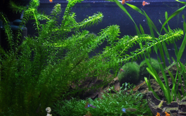 Egeria densa im Bund