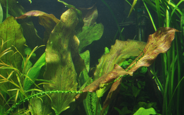 Preview: Echinodorus "Ozelot" - Mutterpflanze