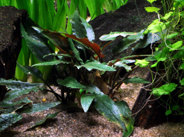 Cryptocoryne beckettii " Petchii"