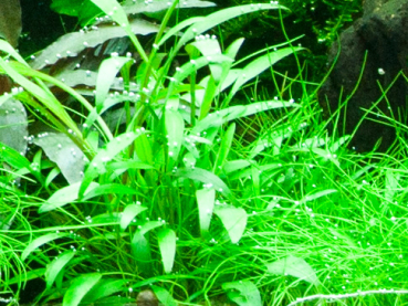 Cryptocoryne x willisii