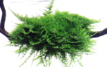 Preview: Vesicularia montagnei 'Christmas'