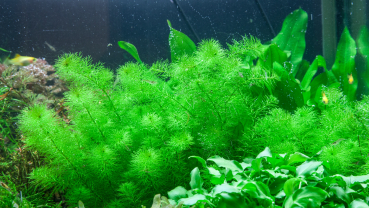 1-2-GROW Myriophyllum "Guyana"