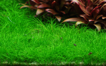 Preview: 1-2-GROW Eleocharis pusilla "Mini"