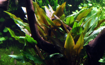 Cryptocoryne undulata ''broad leaves''