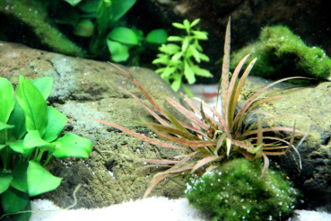 Cryptocoryne albida "Brown"