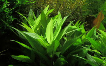 Hygrophila corymbosa im Bund - 5 Stück