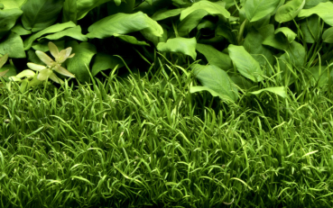 Lilaeopsis brasiliensis