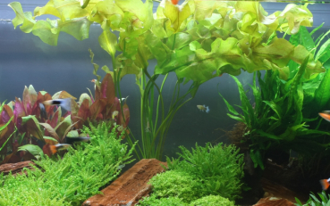 Preview: Aponogeton ulvaceus