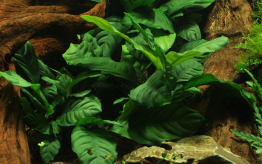 Anubias barteri "coffeefolia"