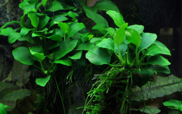 Anubias bartri "petite"