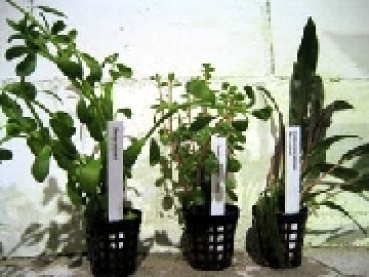 Wasserpflanzen SET 2