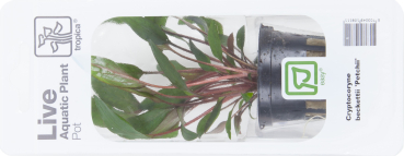 Cryptocoryne beckettii " Petchii"