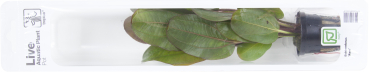 Echinodorus "Reni"
