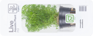 Limnophila sessiliflora