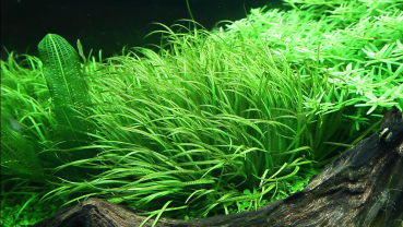 1-2-GROW Blyxa japonica