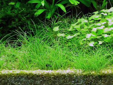 Preview: 1-2-GROW Eleocharis acicularis