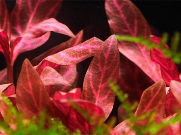 Alternanthera reineckii "Rosanervig"