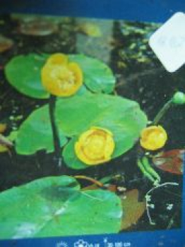 Preview: Nuphar lutea